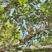 monkey_squirrel_common_la_h_1174_ecu3296.jpg